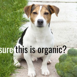 are-you-a-health-conscious-pet-parent